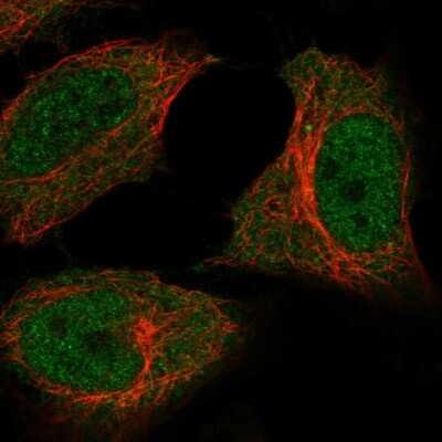 Immunocytochemistry/ Immunofluorescence: C5orf51 Antibody [NBP2-56876]