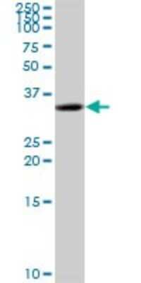 Western Blot: C5orf51 Antibody [H00285636-B01P]