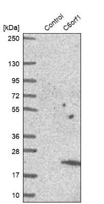 Western Blot: SMIM29 Antibody [NBP1-81323]