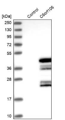 Western Blot: C6orf106 Antibody [NBP1-84224]