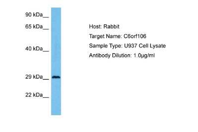 Western Blot: C6orf106 Antibody [NBP2-84562]