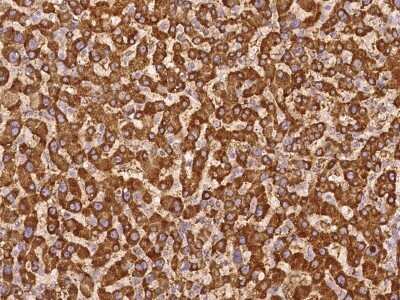 Immunohistochemistry-Paraffin: C6orf136 Antibody [NBP3-06307]