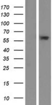 Western Blot: FAM217A Overexpression Lysate [NBP2-05118]