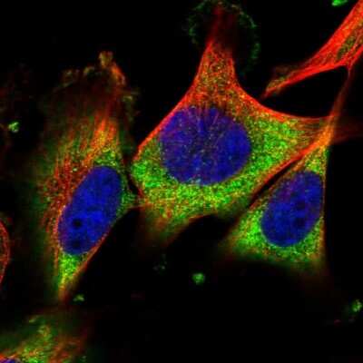 Immunocytochemistry/ Immunofluorescence: LRRC73 Antibody [NBP1-91736]