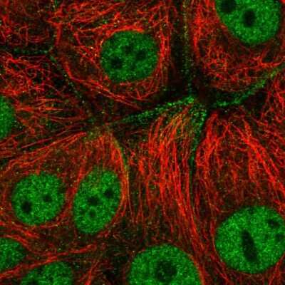 Immunocytochemistry/ Immunofluorescence: CFAP298 Antibody [NBP2-58846]