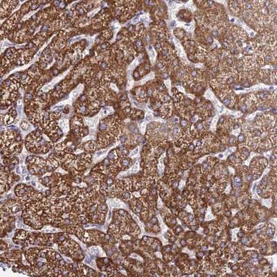 Immunohistochemistry-Paraffin: CFAP298 Antibody [NBP1-94082]