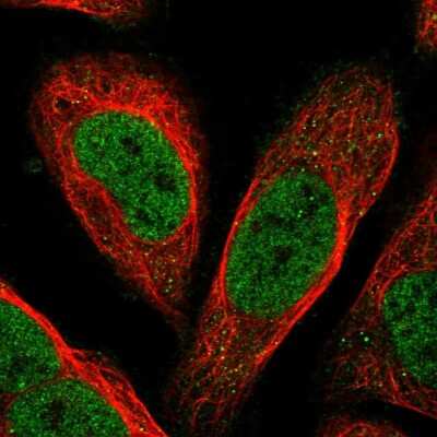 Immunocytochemistry/ Immunofluorescence: FAXC Antibody [NBP1-90579]
