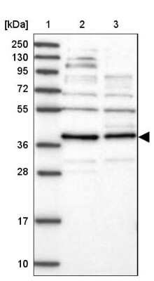 Western Blot: FAXC Antibody [NBP1-90579]