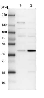 Western Blot: FAXC Antibody [NBP1-90579]