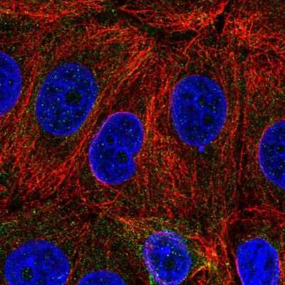 Immunocytochemistry/ Immunofluorescence: C6orf47 Antibody [NBP2-58815]