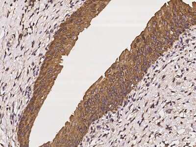 Immunohistochemistry-Paraffin: C6orf47 Antibody [NBP2-98022]