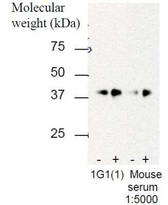 Western Blot: C6orf58 Antibody (1G1)BSA Free [NBP2-50604]