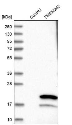 Western Blot: TMEM243 Antibody [NBP1-81080]