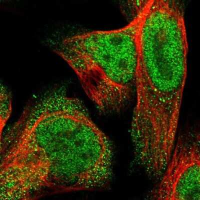 Immunocytochemistry/ Immunofluorescence: C7orf25 Antibody [NBP1-81138]