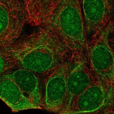 Immunocytochemistry/ Immunofluorescence: C7orf26 Antibody [NBP2-55233]