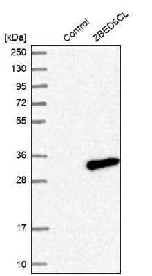 Western Blot: ZBED6 C-Terminal Like Antibody [NBP1-86035]