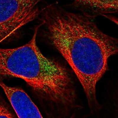 Immunocytochemistry/ Immunofluorescence: YAE1 Antibody [NBP2-33945]