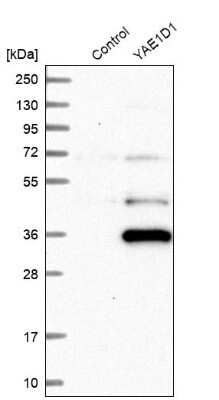 Western Blot: YAE1 Antibody [NBP1-81830]