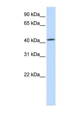 Western Blot: TMEM248 Antibody [NBP1-79208]