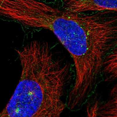 Immunocytochemistry/ Immunofluorescence: MAP11 Antibody [NBP1-83807]