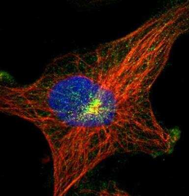 Immunocytochemistry/ Immunofluorescence: MAP11 Antibody [NBP1-83808]