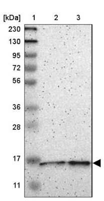 Western Blot: COA1 Antibody [NBP1-83830]