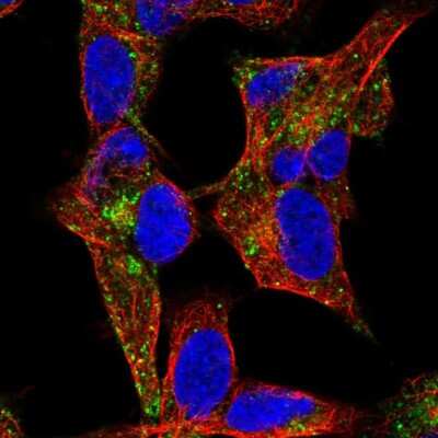 Immunocytochemistry/ Immunofluorescence: NYAP1 Antibody [NBP1-93806]