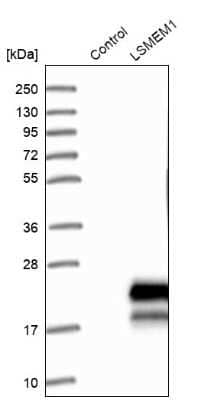 Western Blot: LSMEM1 Antibody [NBP1-81923]