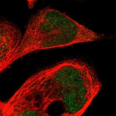 Immunocytochemistry/ Immunofluorescence: CPED1 Antibody [NBP1-93947]