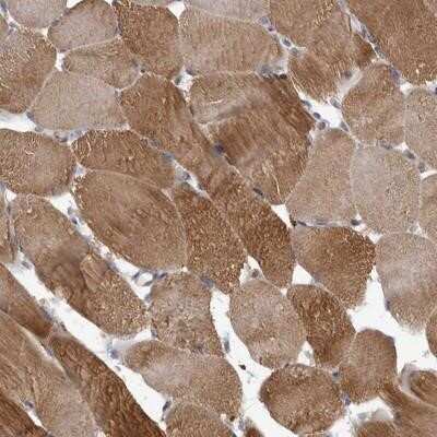 Immunohistochemistry-Paraffin: SPATA48 Antibody [NBP1-94145]