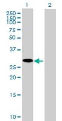 Western Blot: C8orf33 Antibody [H00065265-B01P]