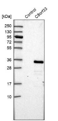 Western Blot: C8orf33 Antibody [NBP1-82155]