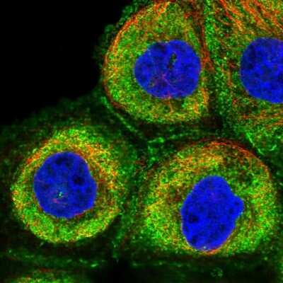 Immunocytochemistry/ Immunofluorescence: C8orf37 Antibody [NBP1-93892]