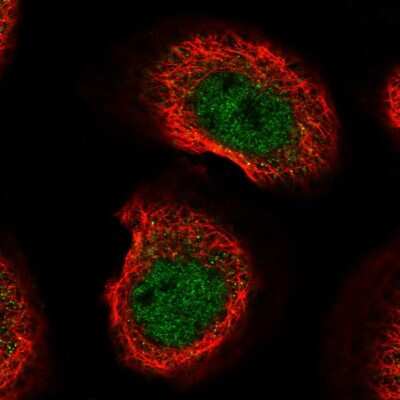 Immunocytochemistry/ Immunofluorescence: C8orf44 Antibody [NBP1-90418]