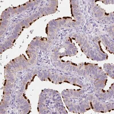 Immunohistochemistry-Paraffin: Glutamate Rich 5 Antibody [NBP1-93788]