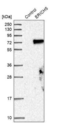 Western Blot: Glutamate Rich 5 Antibody [NBP1-93789]