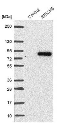 Western Blot: Glutamate Rich 5 Antibody [NBP1-93790]