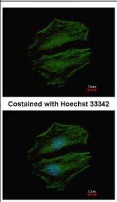 Immunocytochemistry/ Immunofluorescence: C8orf48 Antibody [NBP2-15652]