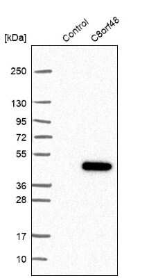 Western Blot: C8orf48 Antibody [NBP1-93917]