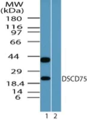 Western Blot: THEM6 Antibody [NBP2-24492]