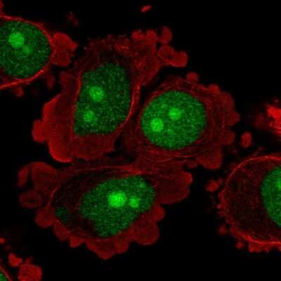 Immunocytochemistry/ Immunofluorescence: C8orf59 Antibody [NBP2-55150]