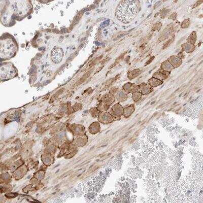 Immunohistochemistry-Paraffin: C8orf86 Antibody [NBP1-93758]