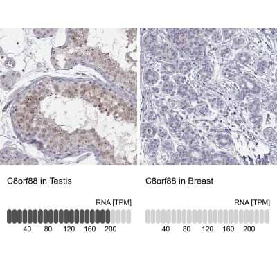 Immunocytochemistry/ Immunofluorescence: C8orf88 Antibody [NBP3-16961]