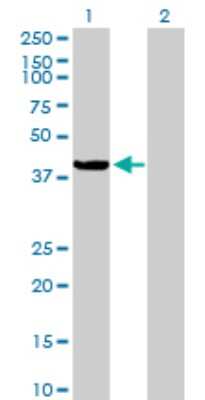 Western Blot: ARHGEF39 Antibody [H00084904-B01P]