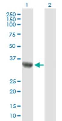 Western Blot: ARHGEF39 Antibody [H00084904-B02P]