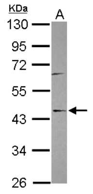 Western Blot: SPOUT1 Antibody [NBP2-15653]