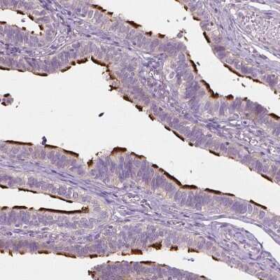 Immunohistochemistry-Paraffin: CFAP157 Antibody [NBP1-90934]