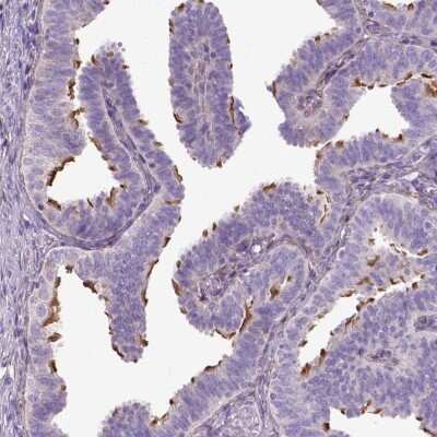 Immunohistochemistry-Paraffin: CFAP157 Antibody [NBP1-91072]