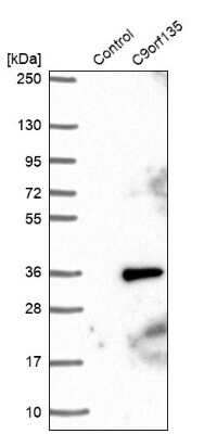 Western Blot: C9orf135 Antibody [NBP1-90684]