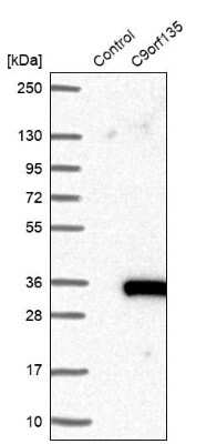 Western Blot: C9orf135 Antibody [NBP1-90685]